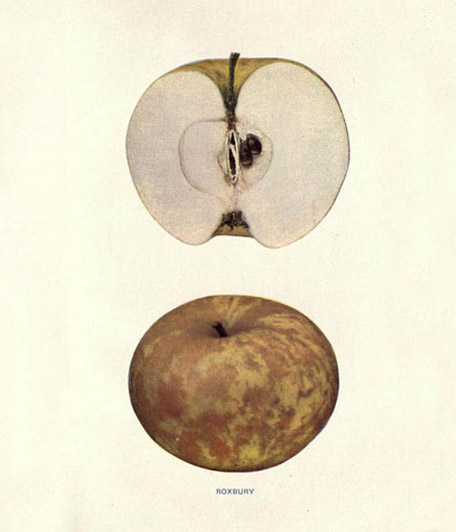 The Apples of New York miniature for weaklÿnks